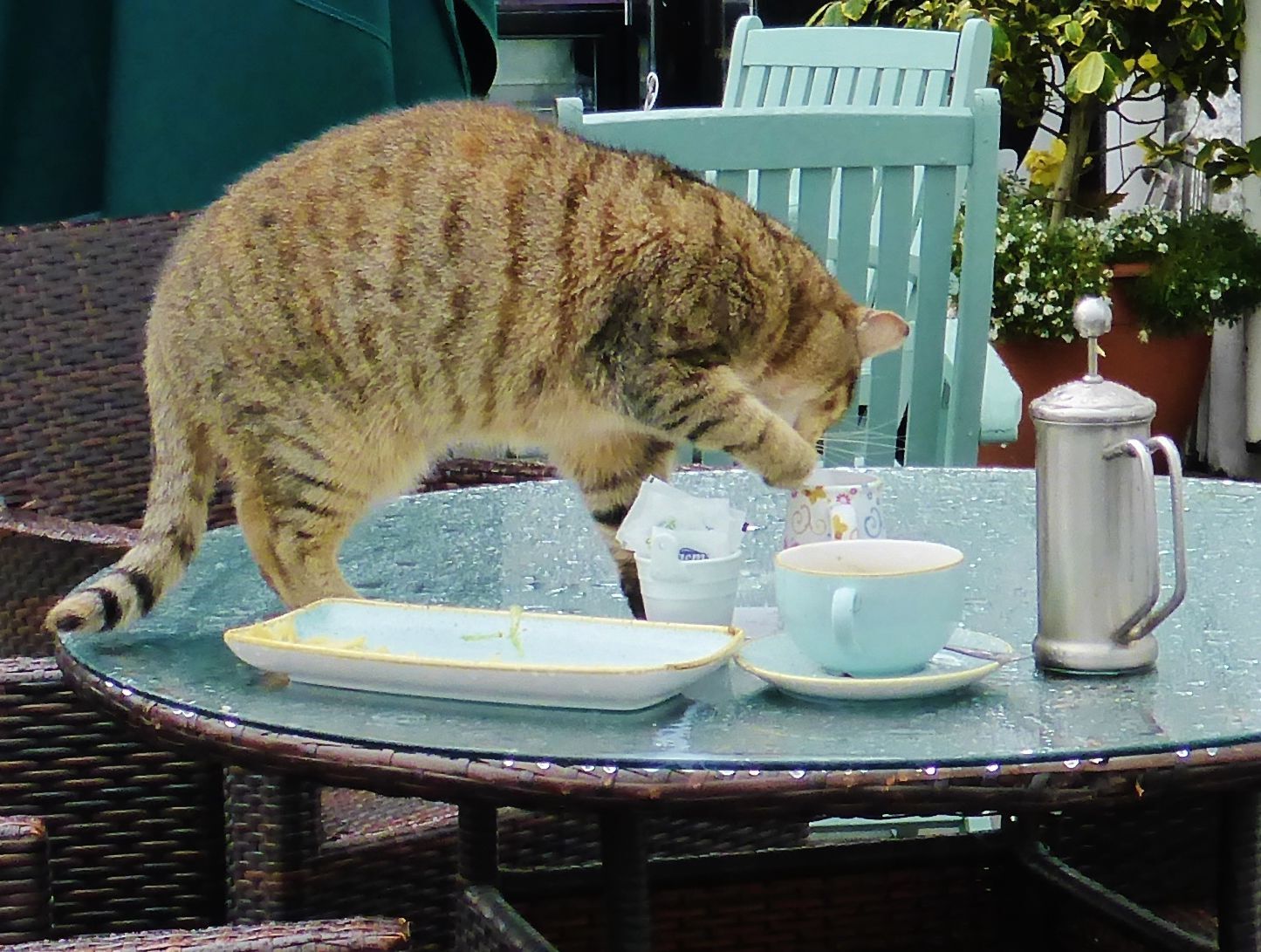 Teatime clean-up for kitty